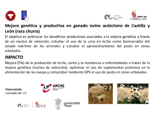 Mejora genética y productiva en ganado ovino autóctono de Castilla y León (raza churra)